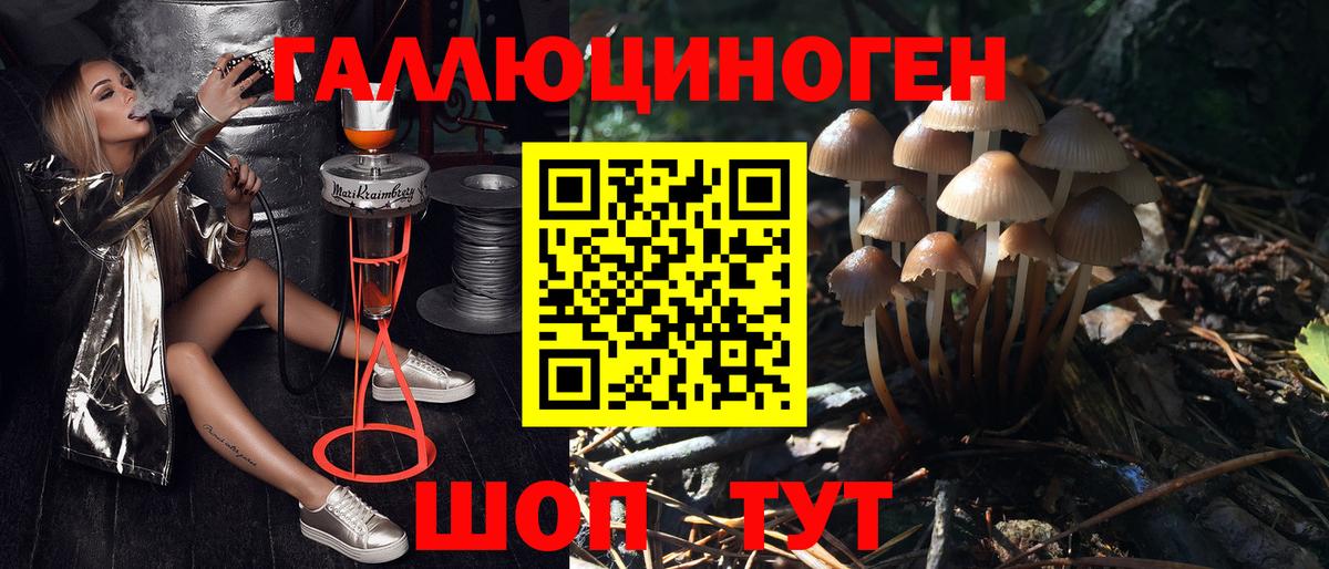 Псилоцибиновые грибы Psilocybine cubensis Малоярославец