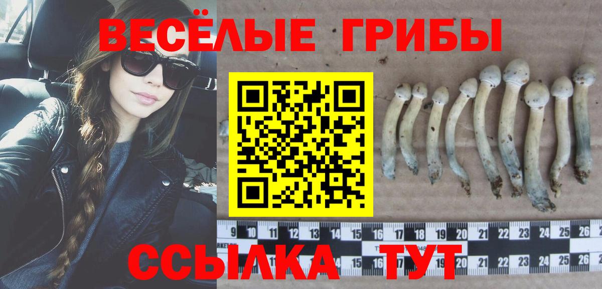Малоярославец  Псилоцибиновые грибы прущие грибы  цены   Псилоцибиновые грибы GOLDEN TEACHER  Вход с VPN 